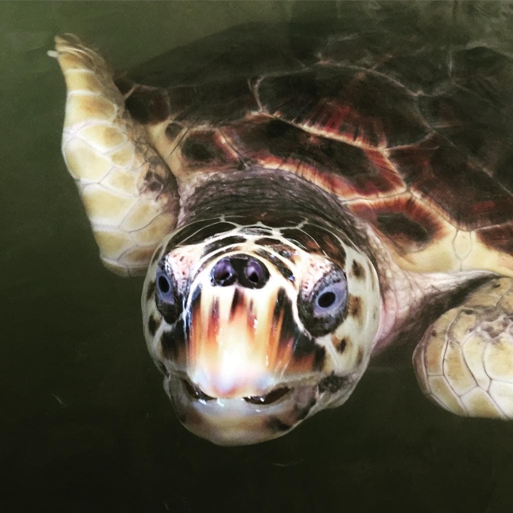 Sea Turtle Protection Association Bentota