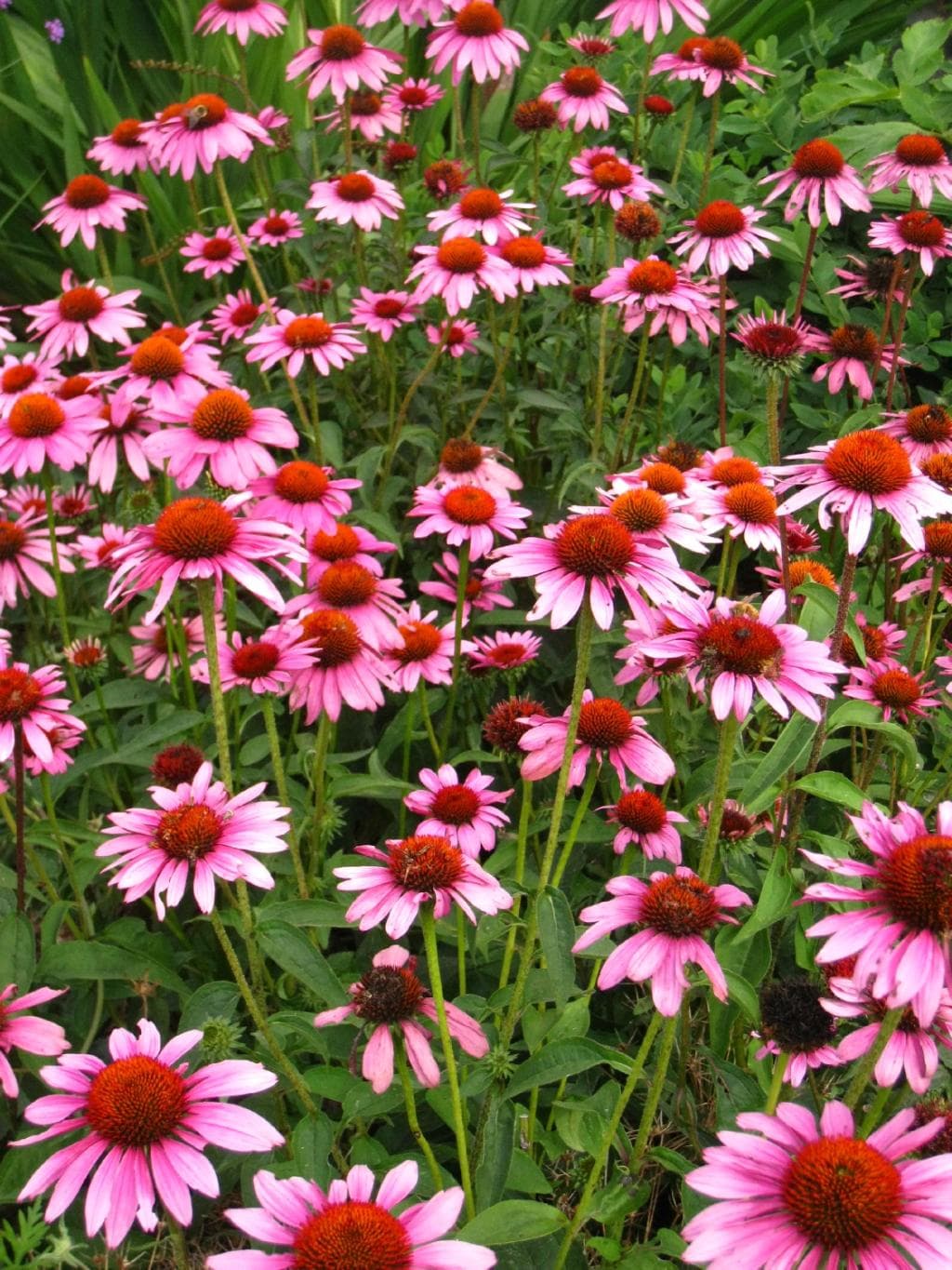 Purple conehead or echinachea in flower