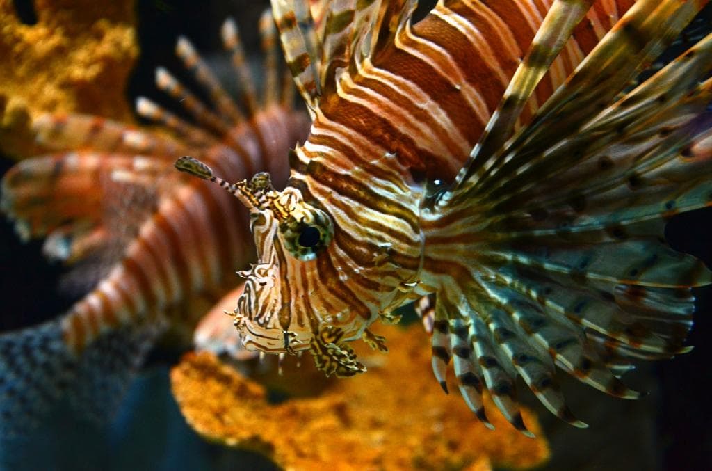 lion fish