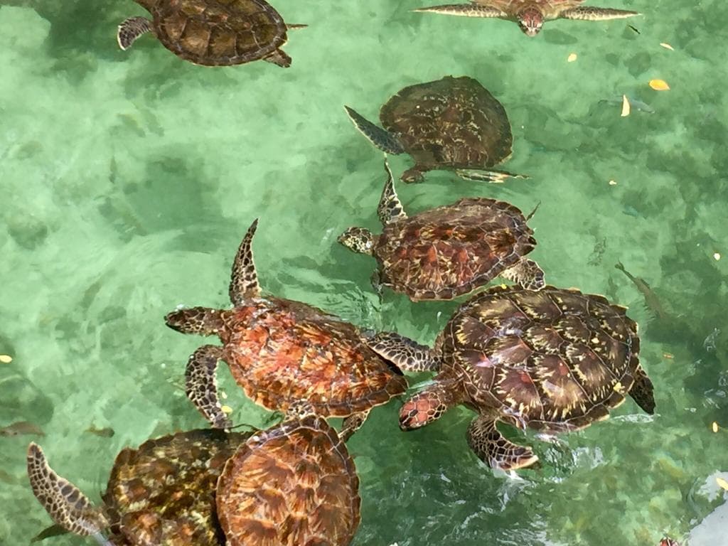 Mnarani Turtle Aquarium