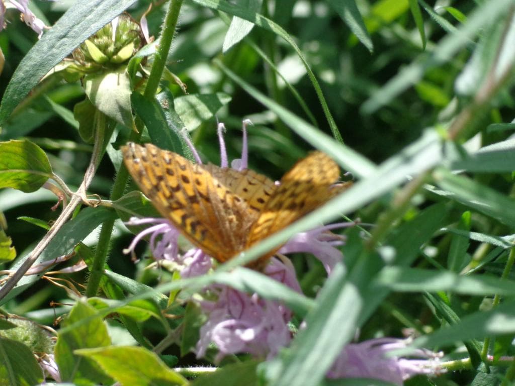 Butterfly in the Butterfly Habitat