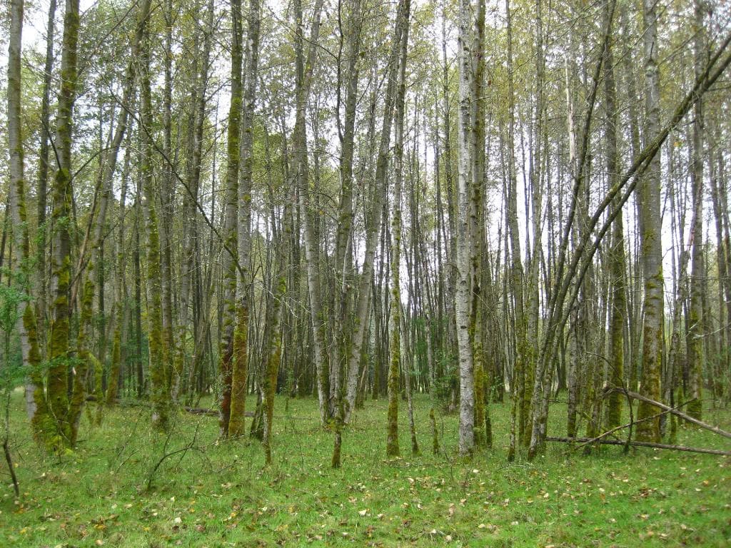 Fall view at the hatchery.