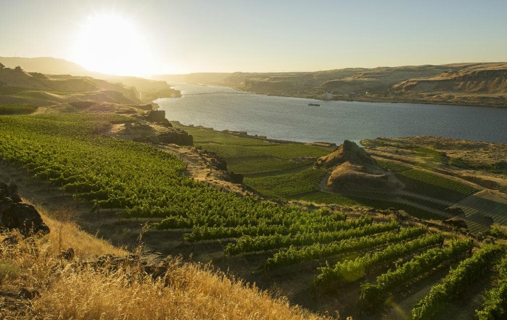 Overlooking estate vineyards from Maryhill