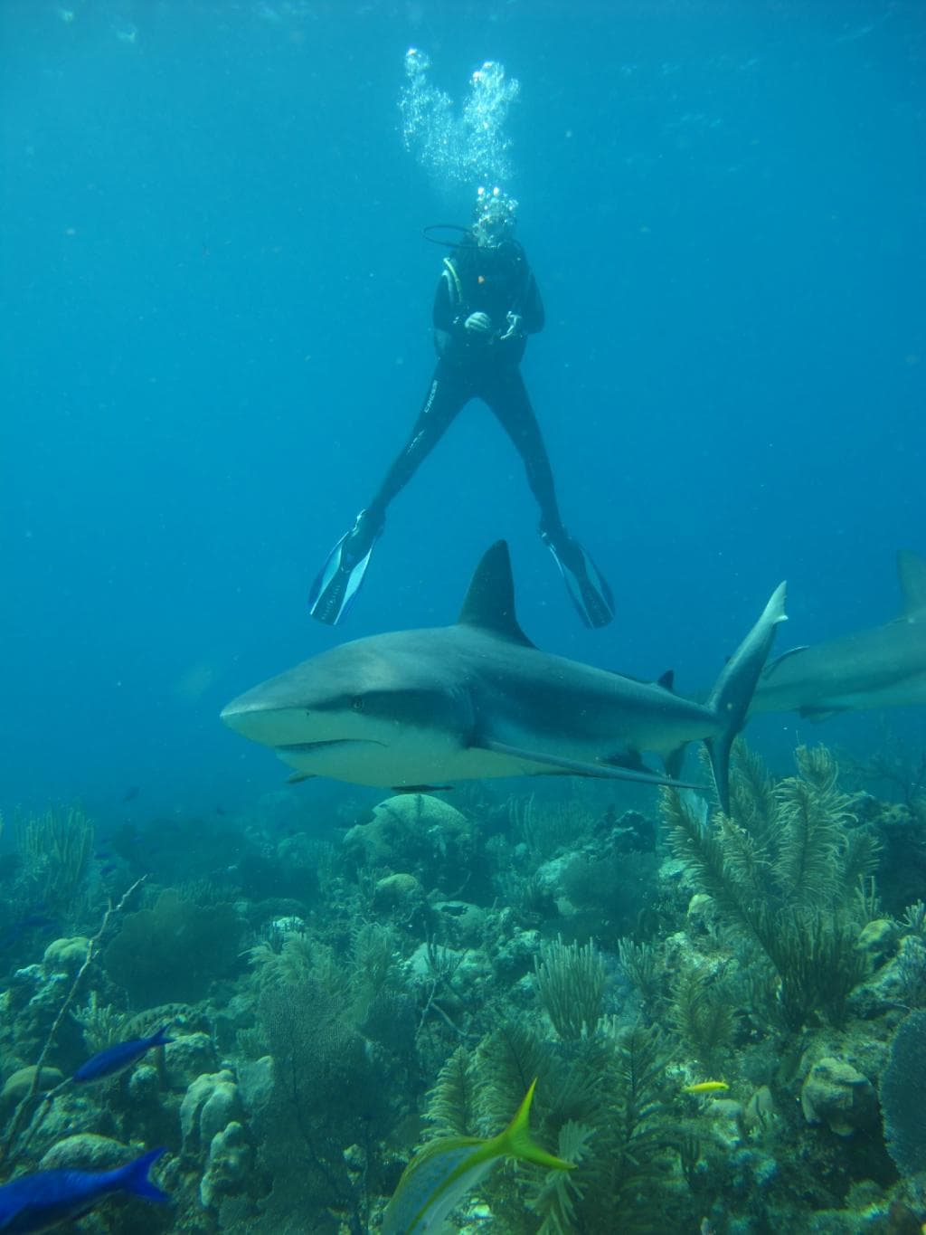 shark