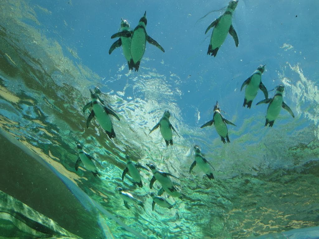 ペンギン