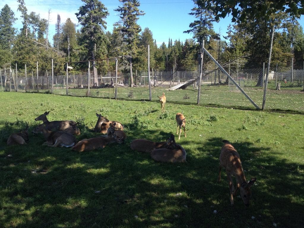 Deer Ranch