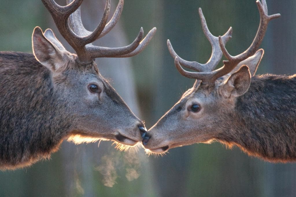 Rothirsche im Wildpark Pforzheim