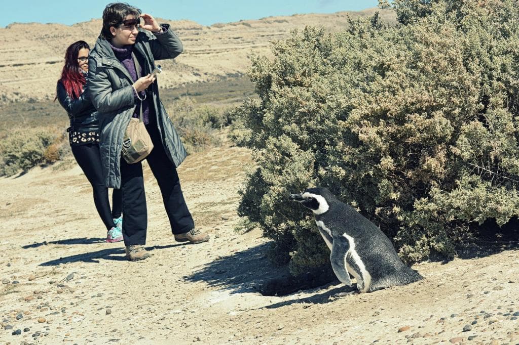 Caminata entre Pinguïnos de magallanes en la reserva El Pedral