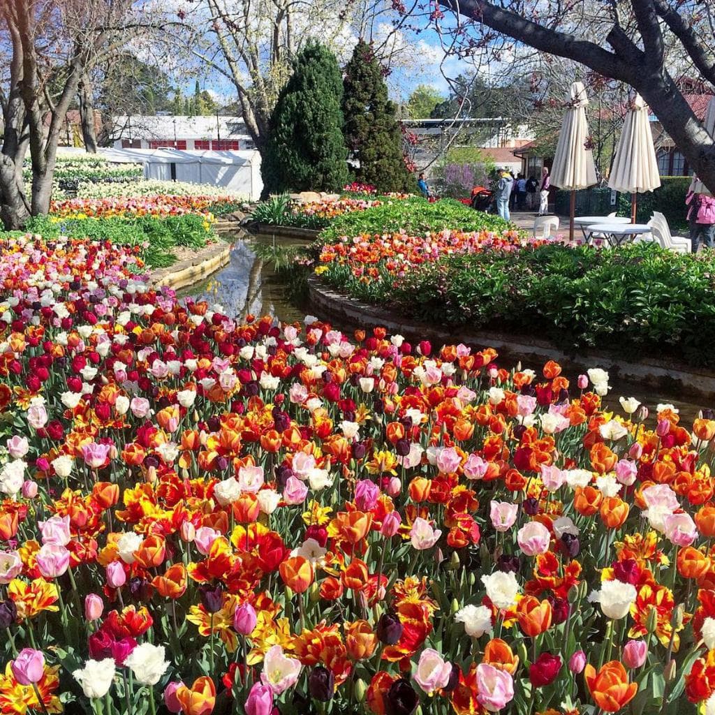 Tulips, water running through Corbett Gardens (Bowral)