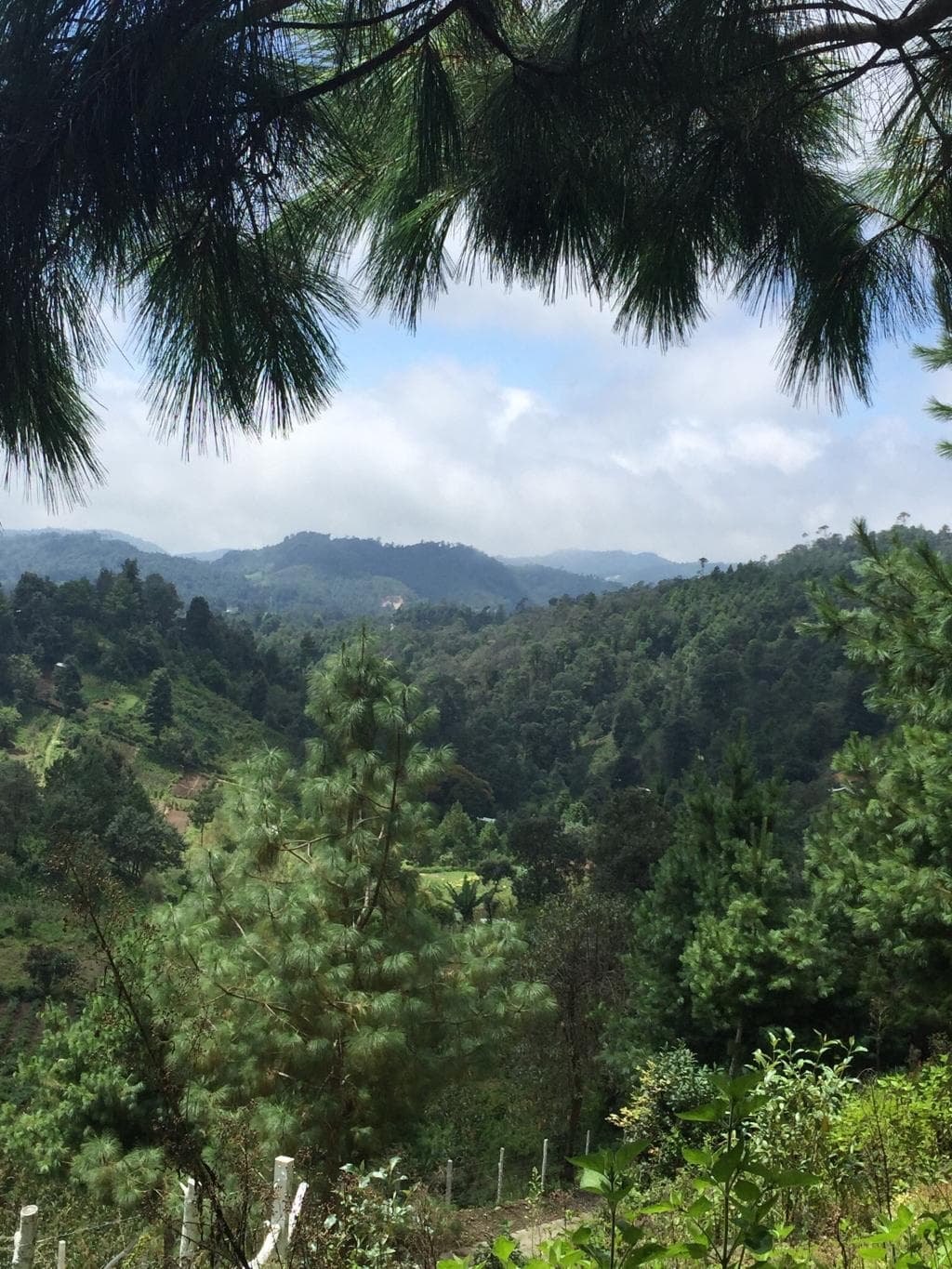 Huitepec Ecological Reserve Chiapas