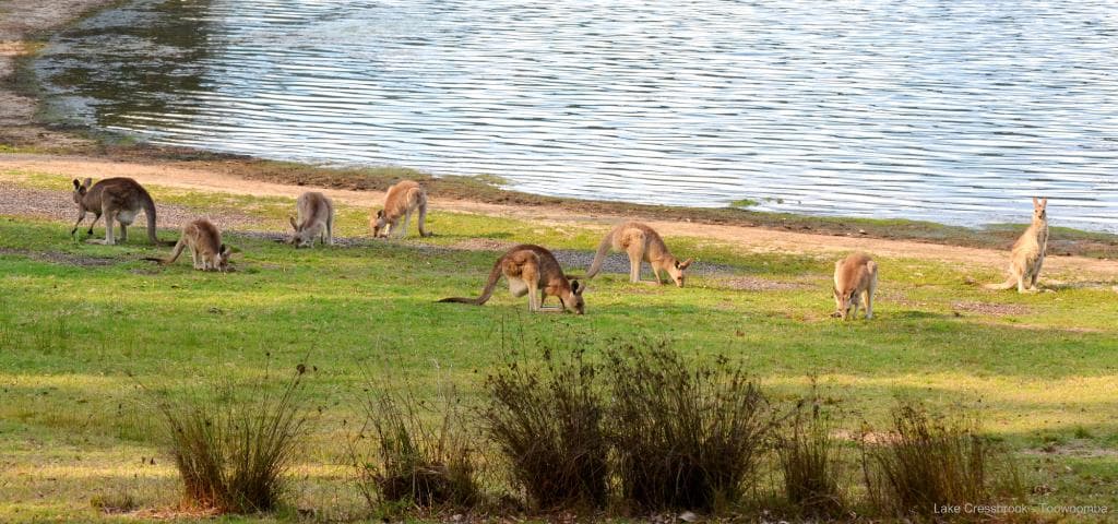 Kangaroos feeding near the camping area Lake Cressbrook