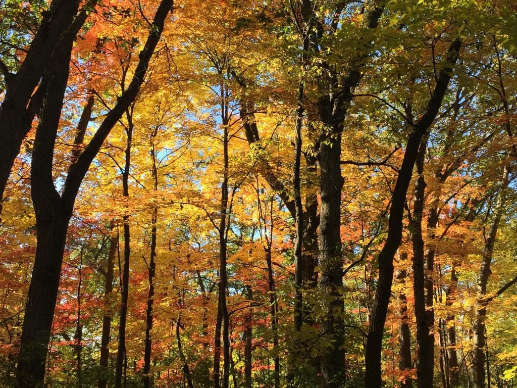 Fall in Theo Wirth trails