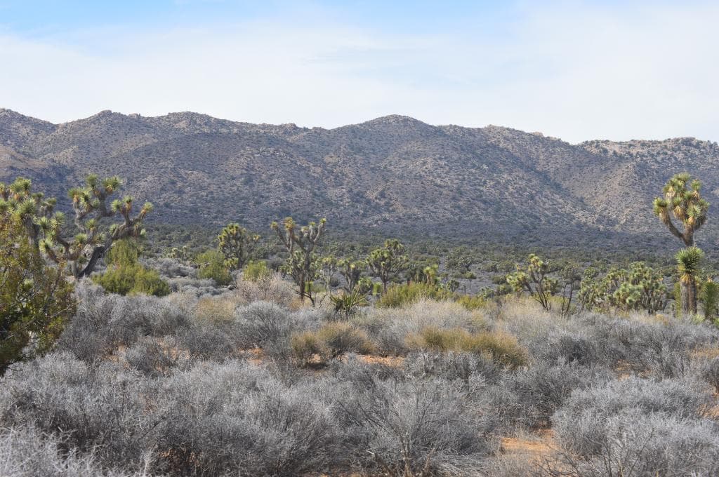 View from the trail