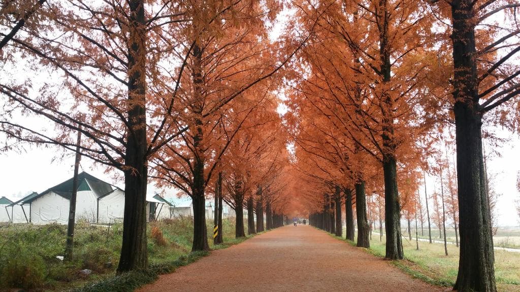 Metasequoia Road Damyang