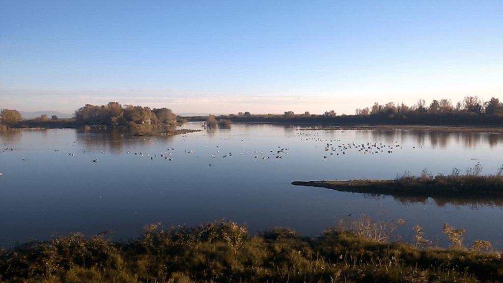 wild birds, water rats and wild horses