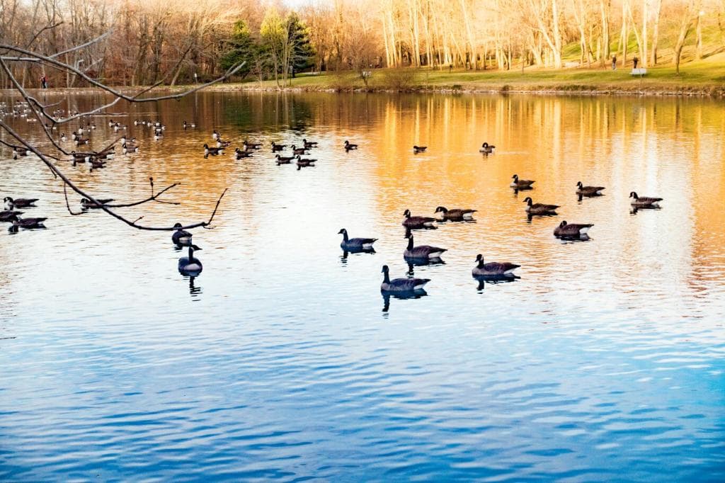 Beautiful park with nice paths, benches,  picnic  tables, and geese filled pond.
