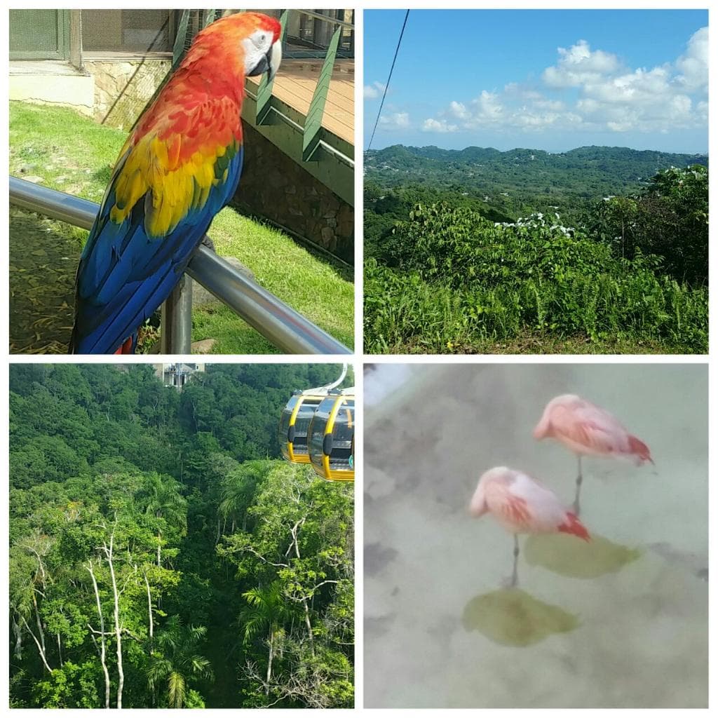 Ziplining Excursion. Make sure to bring cold water.