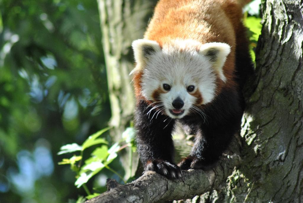 Our red panda.