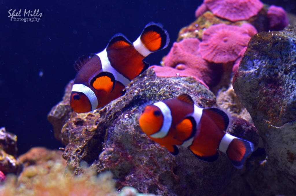 Clown Fish. Credit Shel Mills