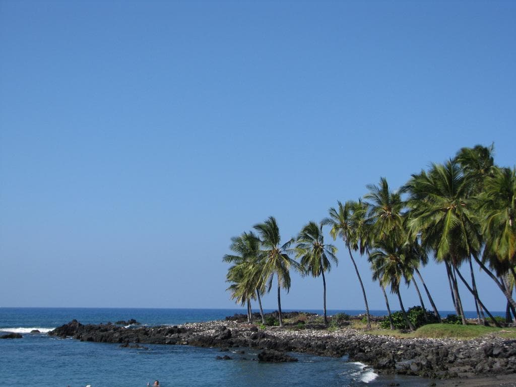 Palms at N end of bay