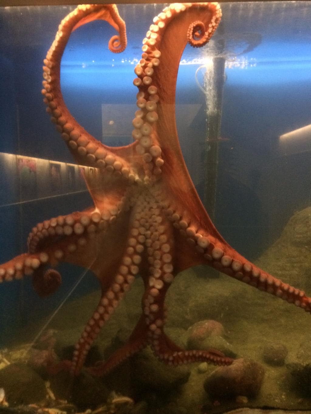 octopus