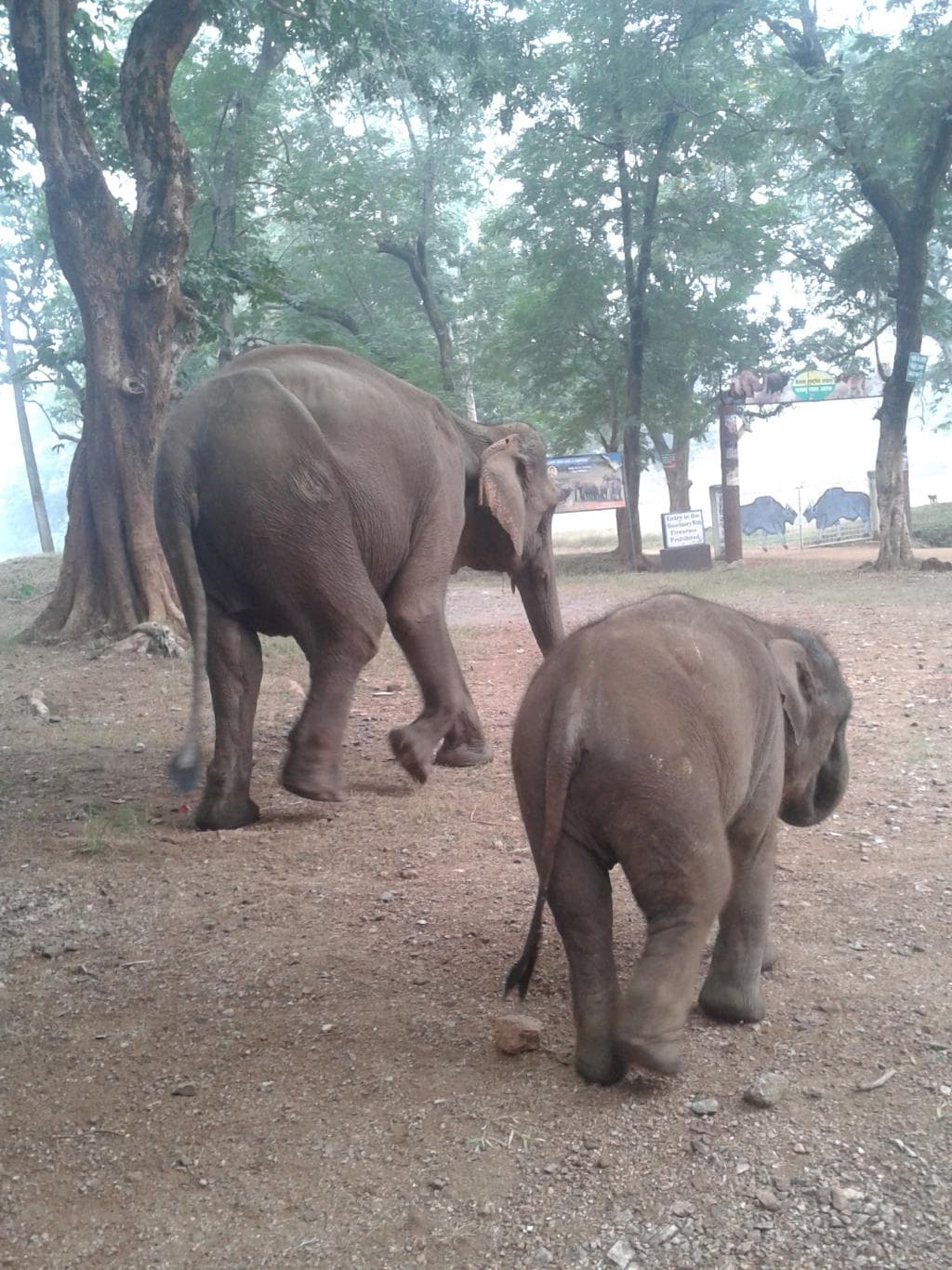 At betla forest an elephant with its baby
