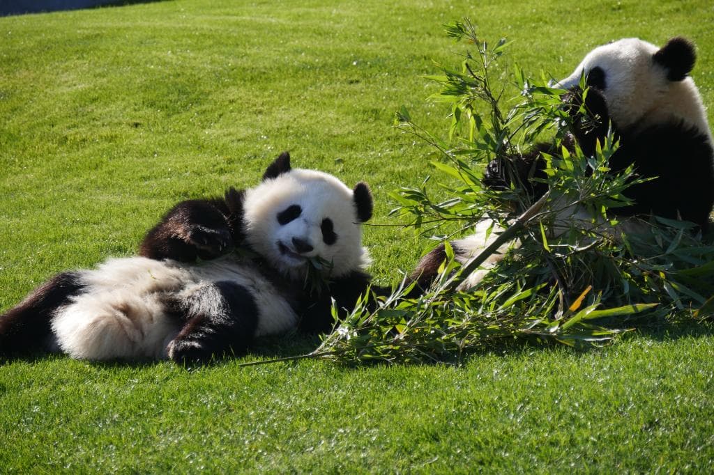 パンダ。近い！