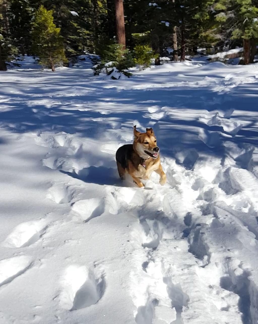 My girl, zooming along in piles of snow.
