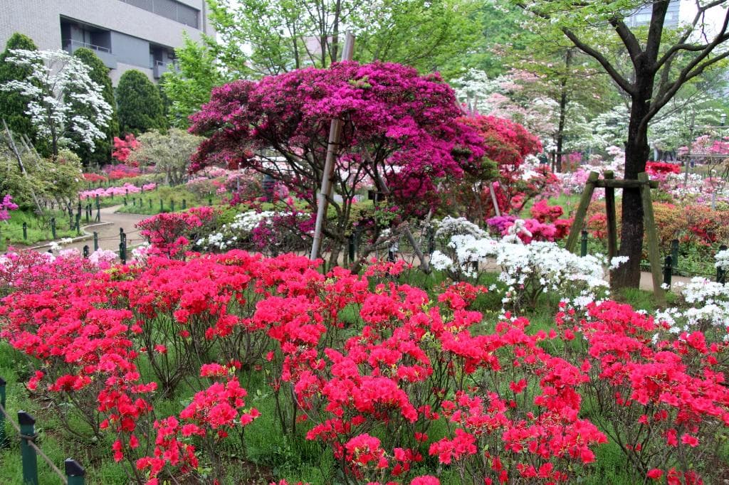 ツツジが綺麗な公園