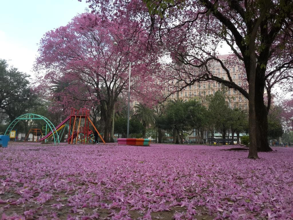 Plaza 25 de Mayo, en Primavera