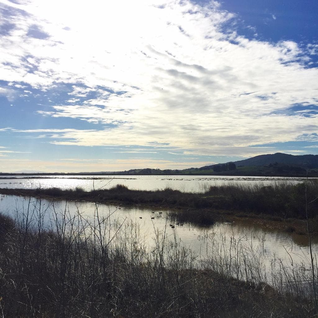 Looking toward the east, high tide fills the marshlands