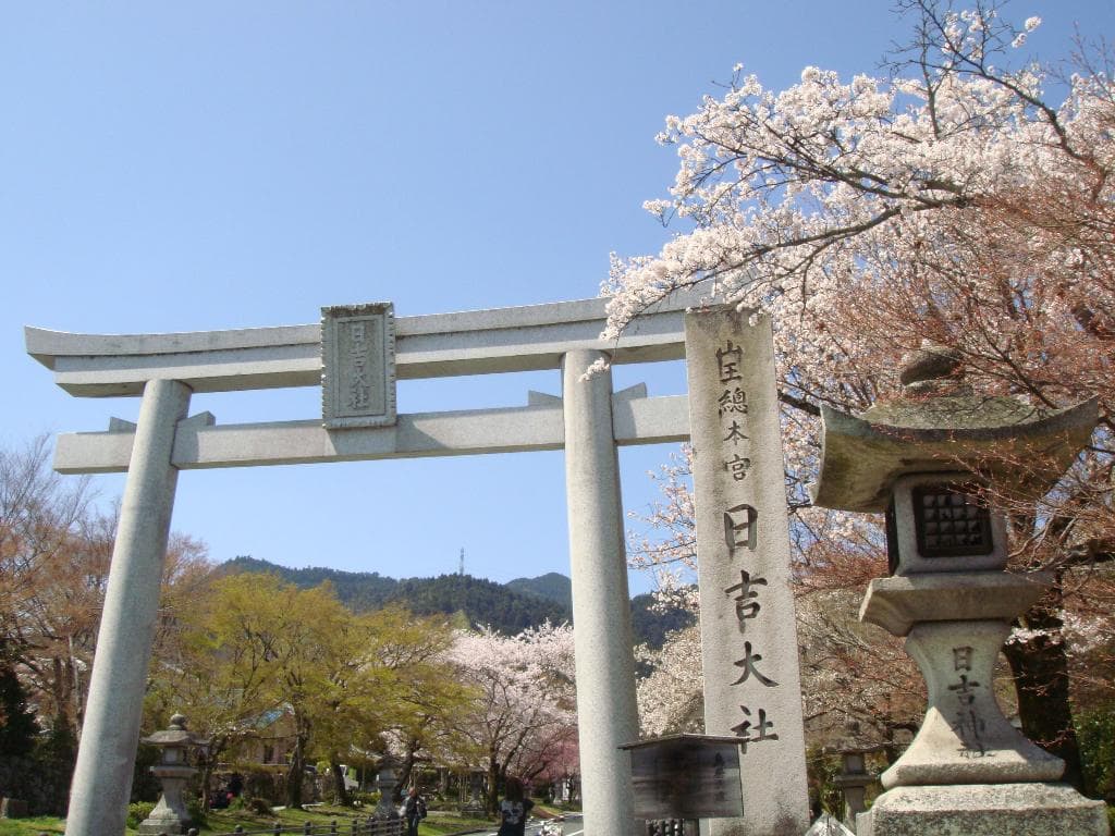 日吉馬場の桜（桜の見頃4月10日前後）
