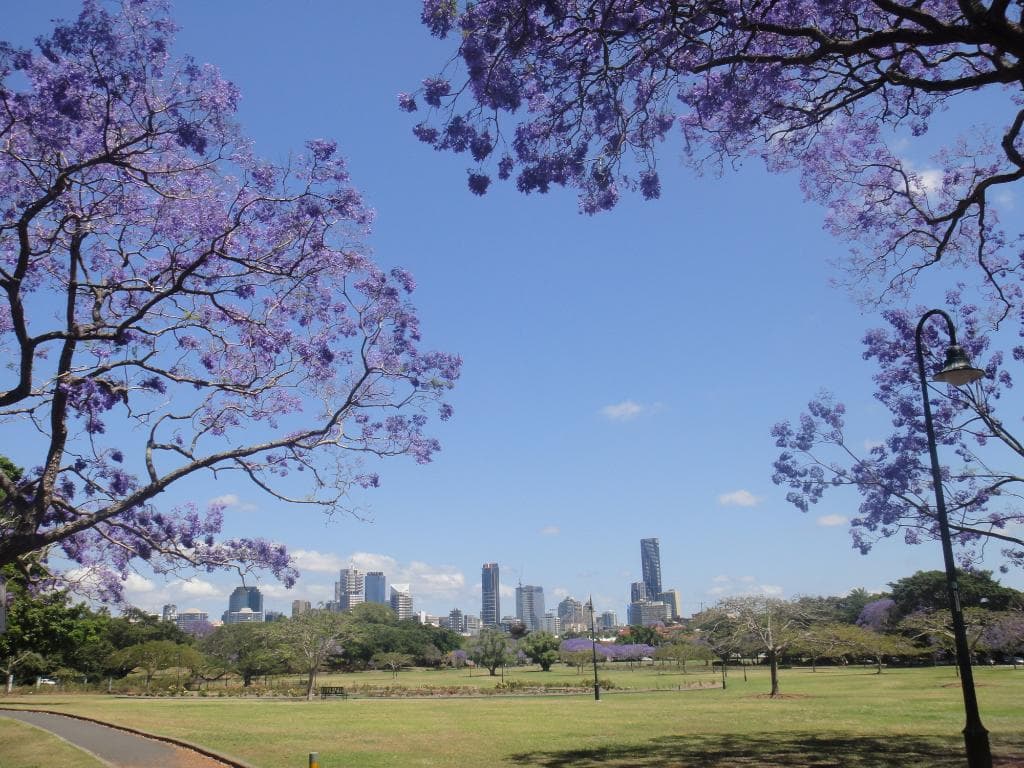 十月份 藍花楹(Jacaranda) 盛開的 New Farm Park