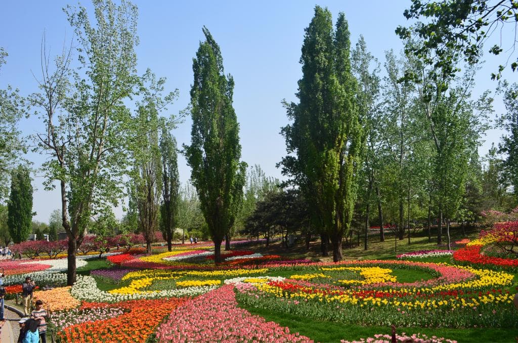 Tulip garden