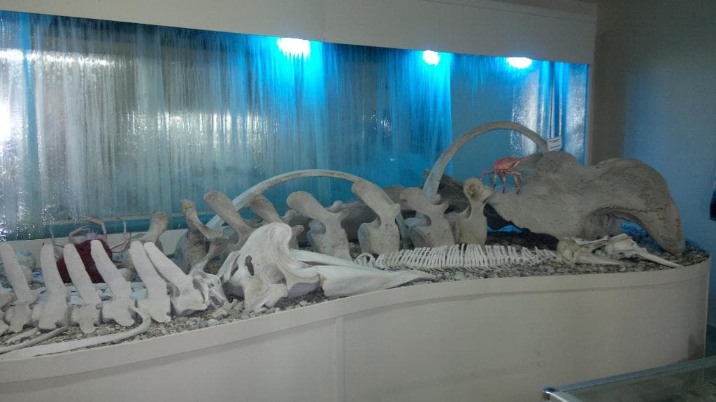 музей ракушек