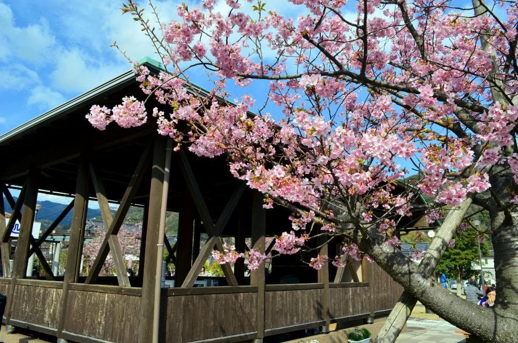 Kawazu-zakura River Promenade