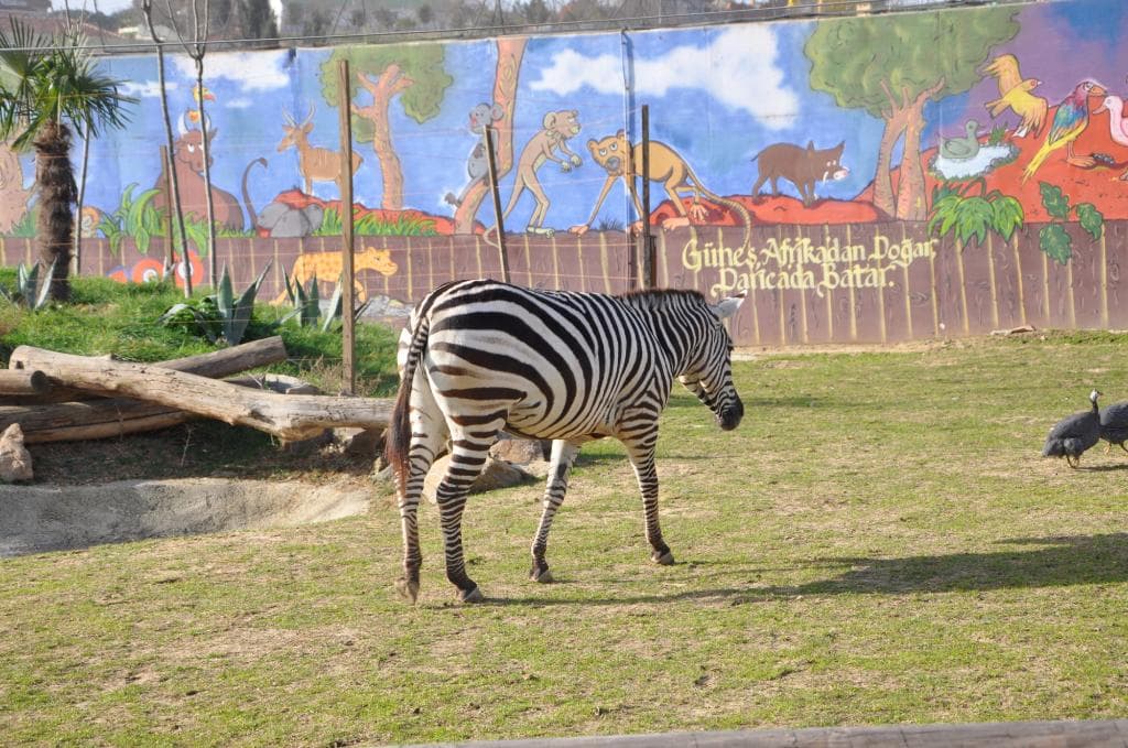 Darıca Hayvanat Bahçesi_1