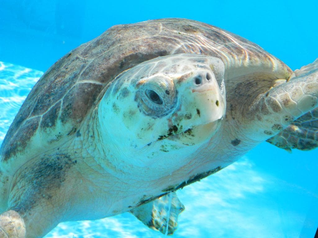 Up close and personal view of "Betty White" the sea turtle.