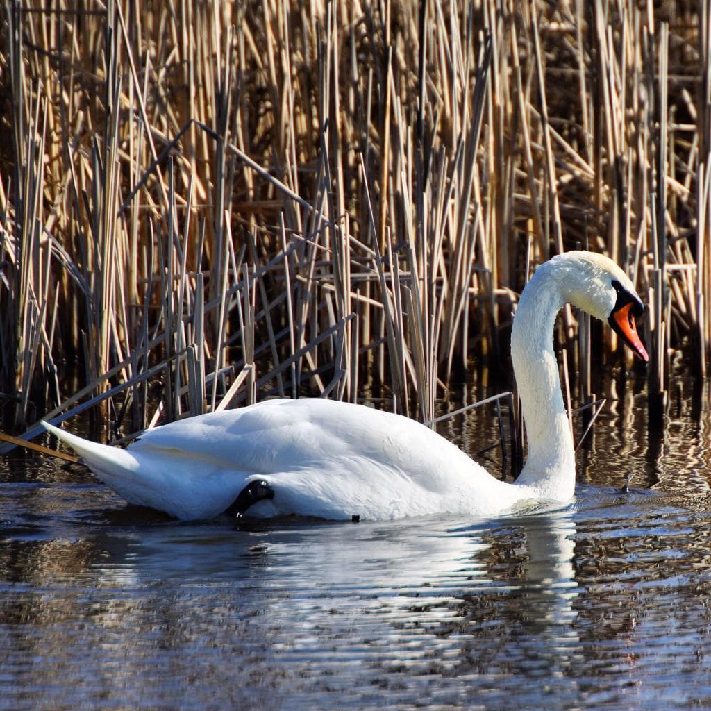 Go birdwatching in the Oostvaardersplassen