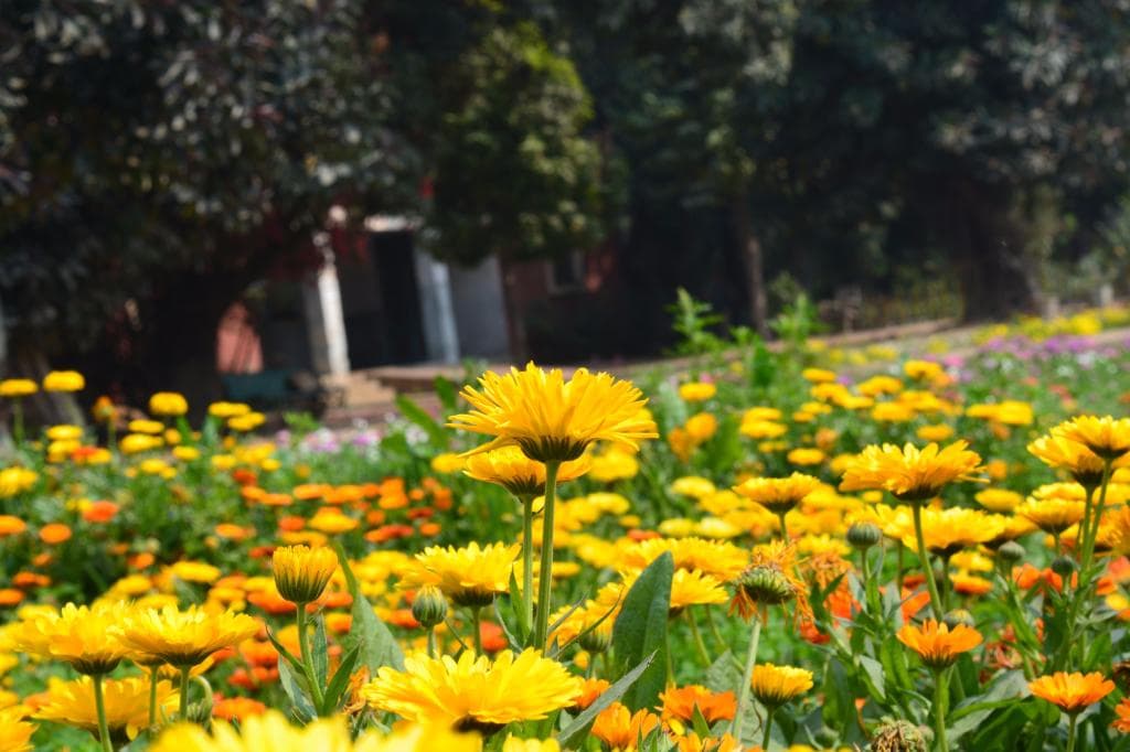 Baradari Garden Patiala