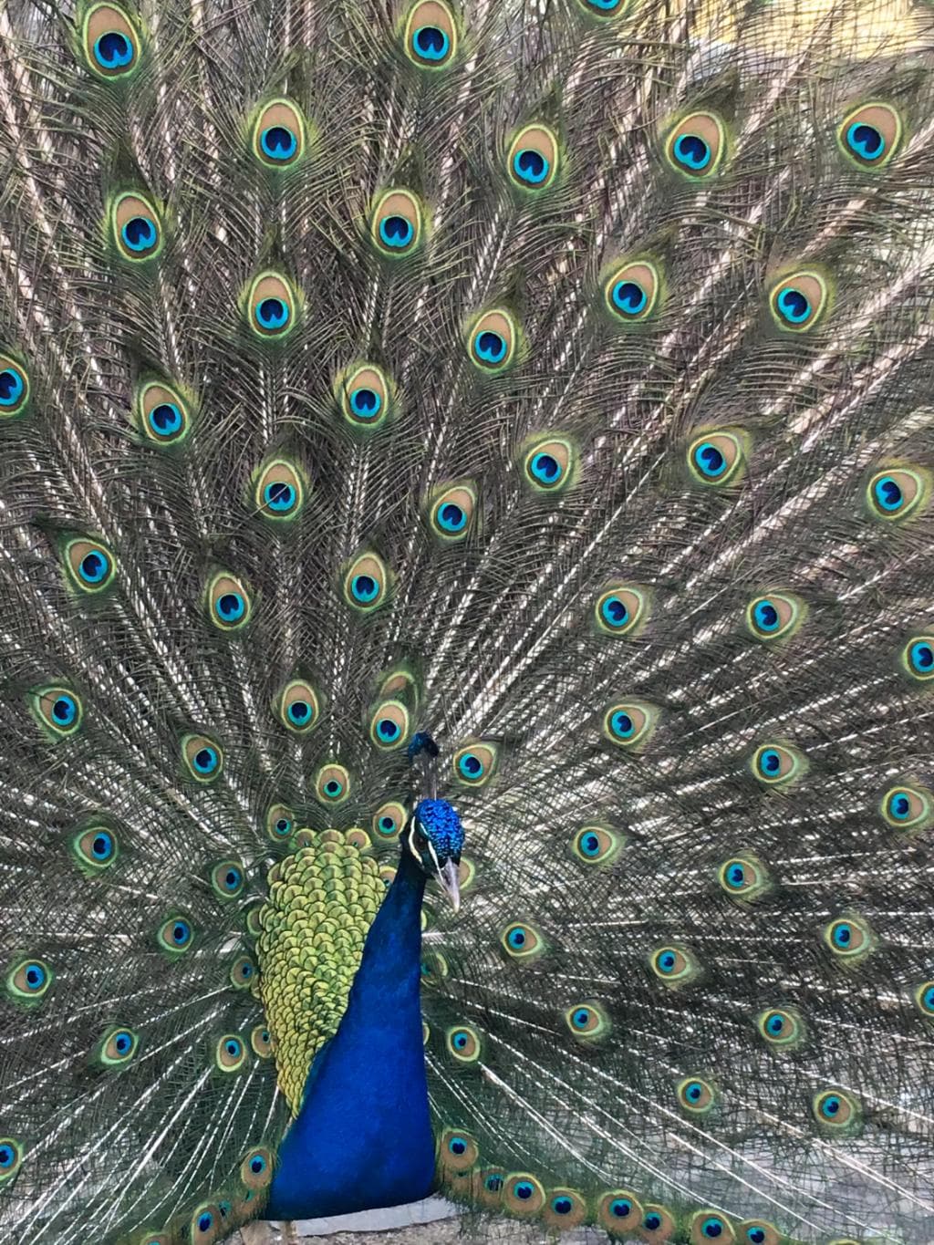 Pavo Real 