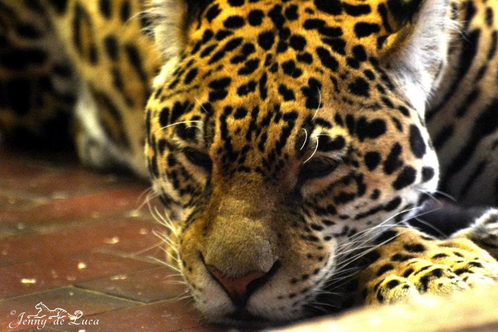 Jaguar