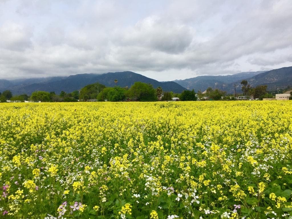 Mustard plants went for acres