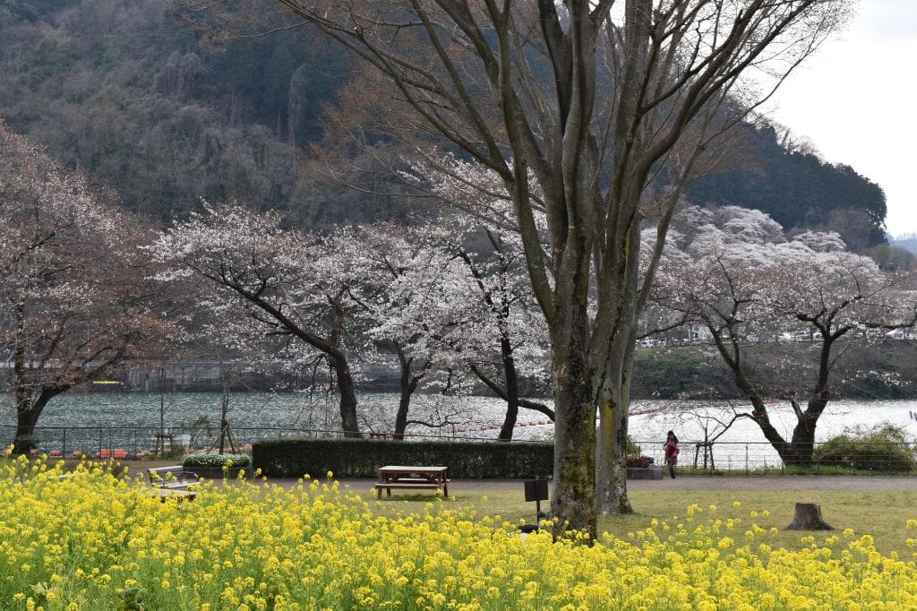 湖畔と桜が春を出迎えているようです。