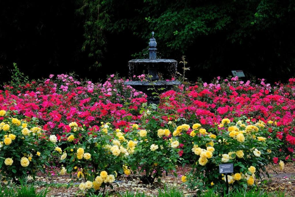 The Rose Garden -- featuring landscape shrub roses -- is in peak bloom usually the third week of