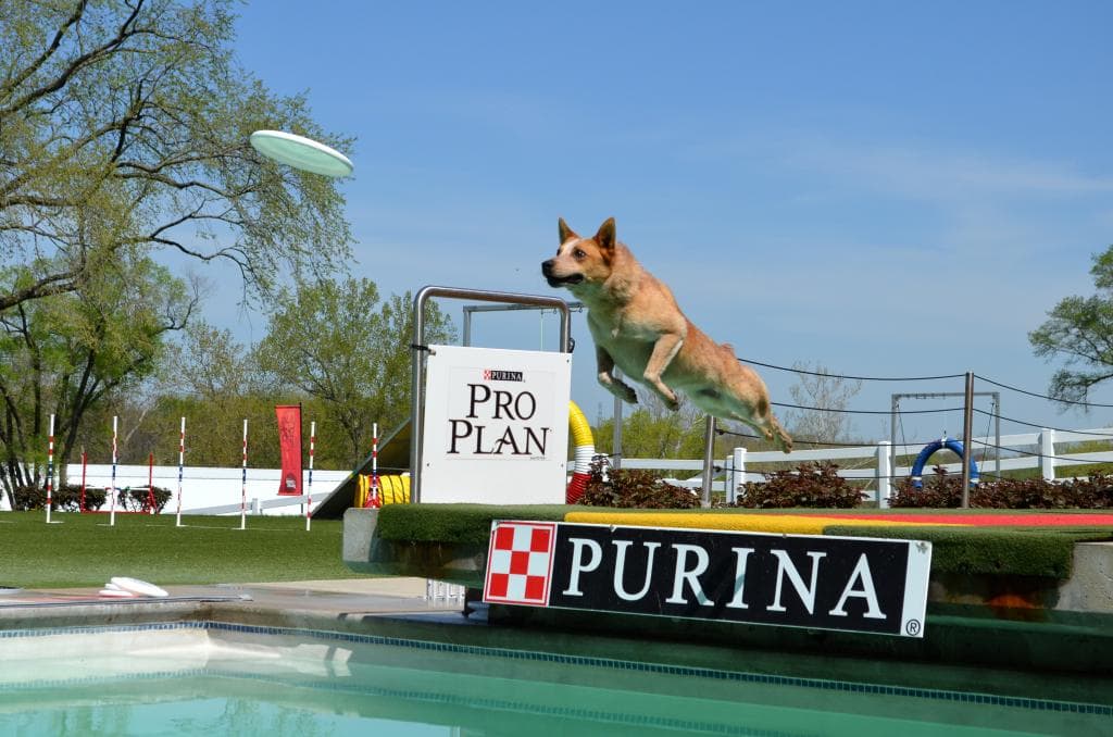 Your Personal Pet Place