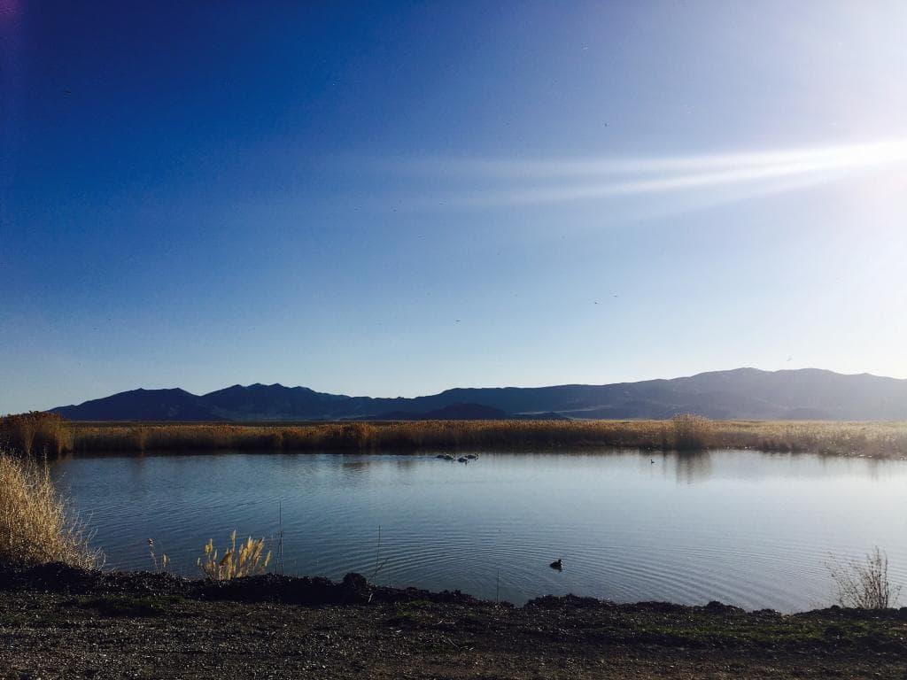 Bear River Migratory Bird Refuge