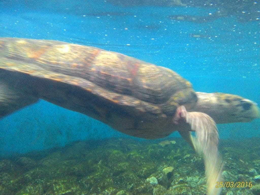 Projeto Tamar em Ubatuba
