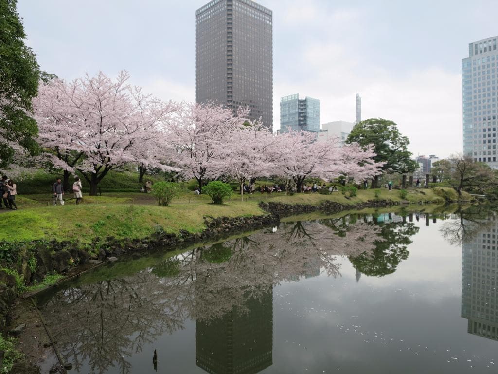 sakura