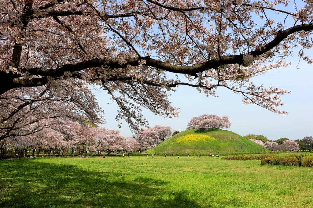 石田堤の桜並木の先に丸墓山古墳が